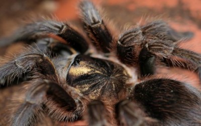 PHORMICTOPUS ATRICHOMATUS SLING TARANTULA